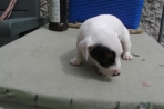 Chien