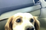 Chien
