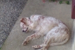 Chien