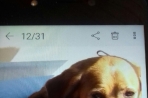 Chien