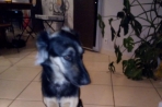 Chien