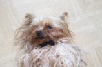 Chien