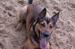 Chien
