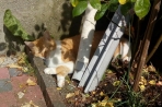 Chien
