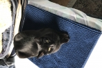 Chien