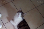 Chien