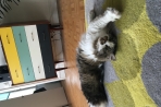 Chien