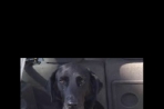 Chien