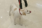Chien