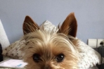 Chien