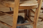 Chien