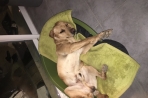 Chien