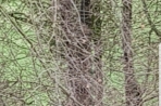 Chien