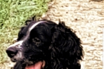 Chien