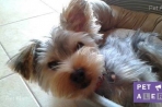 Chien
