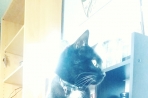 Chien