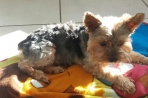 Chien
