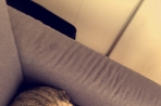 Chien