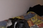 Chien