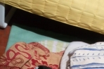 Chien