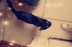 Chien