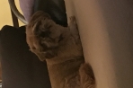 Chien