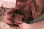 Chien