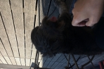 Chien