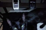 chat val de marne