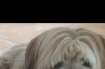 Chien