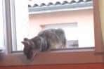 Chien