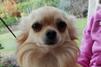 Chien