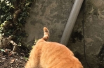 Chien
