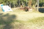 Chien