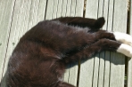 Chien