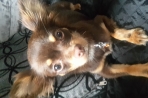Chien