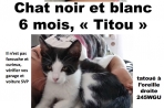 Chien