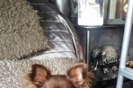 Chien