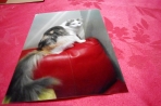 Chien