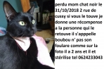 Chien