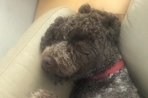 Chien