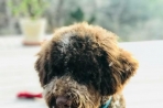 Chien