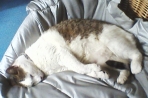 Chien