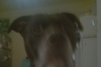 Chien