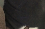 Chien