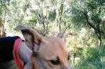 Chien