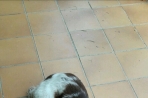 Chien