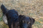 Chien