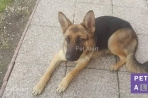 Chien