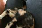 Chien